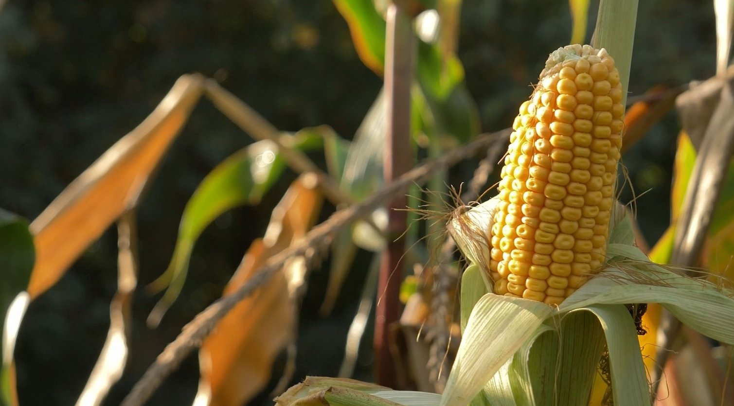 mais-milho-inpasa-etanol-de-milho-foto-leandro-balbino-canal-rural-mato-grosso2-1 mais milho inpasa etanol de milho foto leandro balbino canal rural mato grosso2