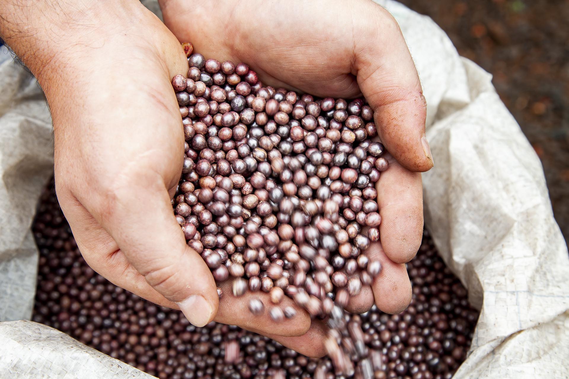 mg_4298-2 semente-de-soja