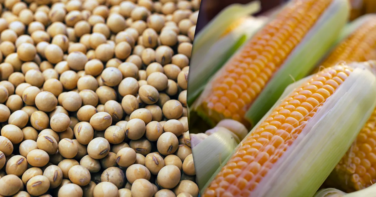milho-e-soja-1 milho-e- soja