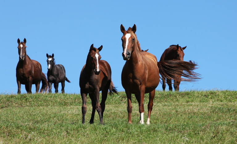 morno-mapa-equideos-legislacao-1 Morno: Mapa publica nova legislação para prevenção, controle e erradicação