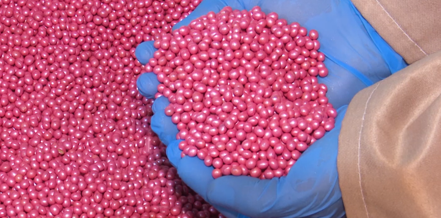 semente-de-soja-3 semente de soja