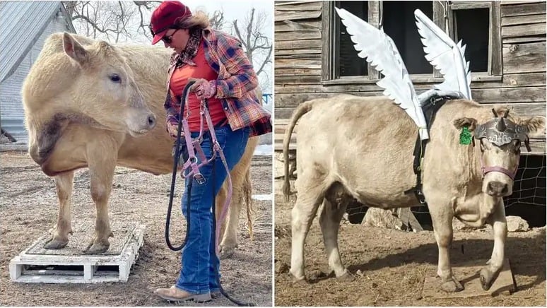 whatsapp-image-2023-07-04-at-18-57-46-1 vaca, ghost