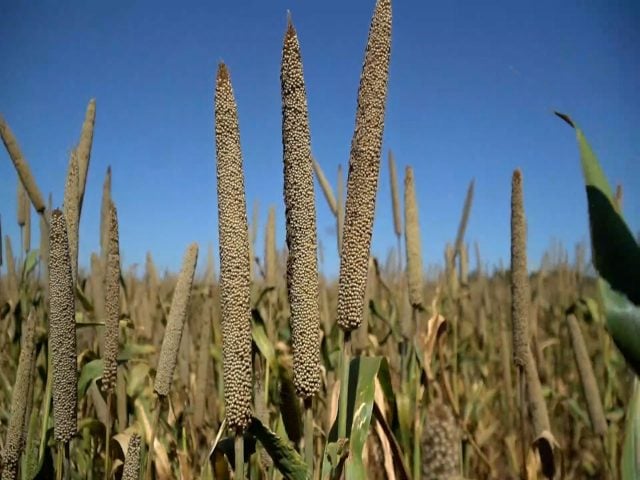 Milheto Direto ao Ponto