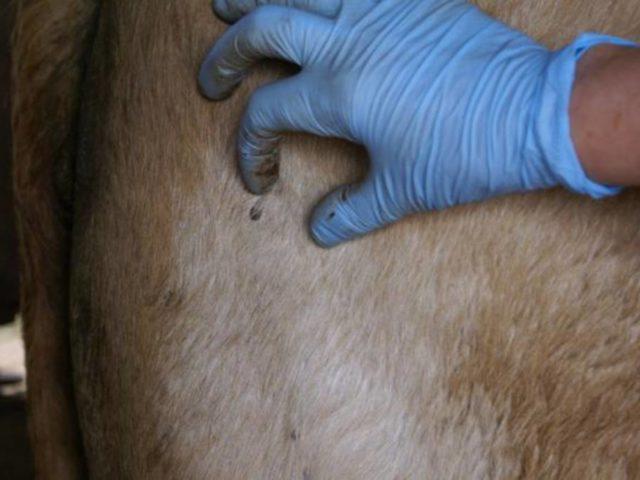 carrapaticida, pesquisadores