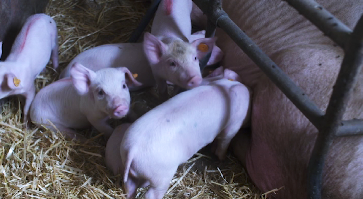 captura-de-tela-2020-04-01-as-20-1 hérnia umbilical