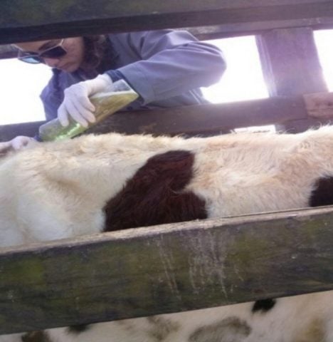 Grupo de pesquisadores, de Maracás, município da região do sudoeste da Bahia, desenvolveu um carrapaticida natural