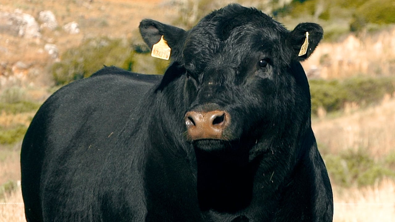 don-germano0-1 touro angus Don Germano