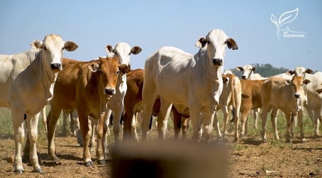 fazenda gamada mt sustentável foto leandro balbino canal rural mato grosso3