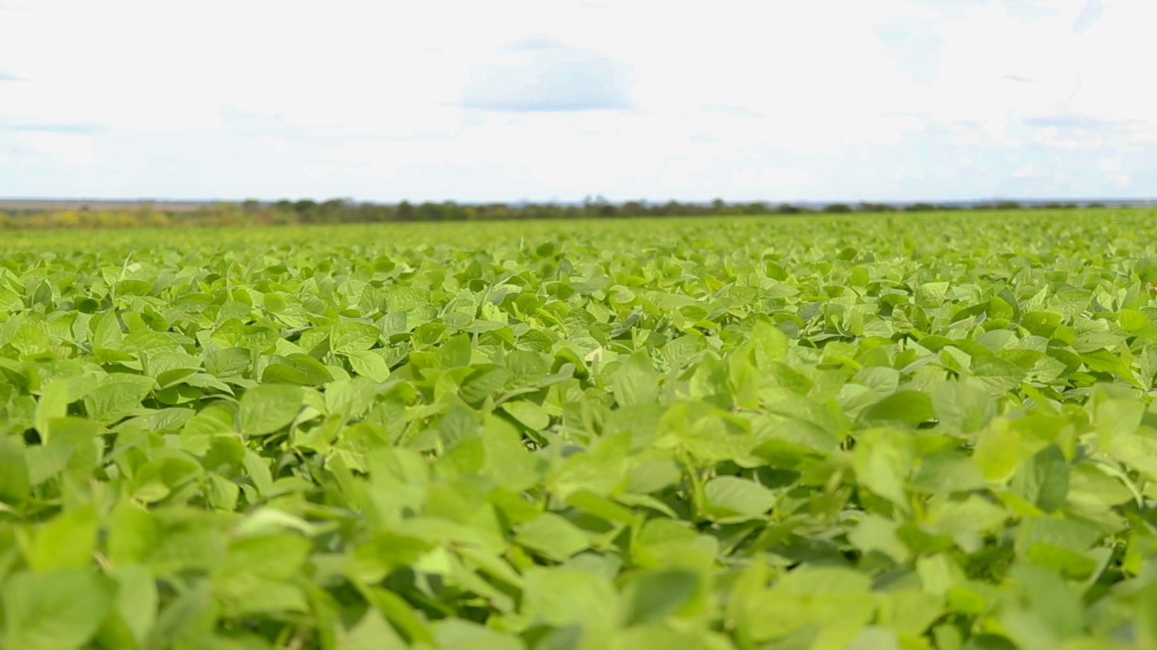 folha-soja-reproducao-canalruralba-3 Produtores rurais procuram atender as exigências dos órgãos reguladores e fiscalizadores para antecipar o plantio da soja antes do término do período de 90 dias, prazo que corresponde ao período de vazio sanitário, definido pelo Ministério da Agricultura e Pecuária (Mapa).