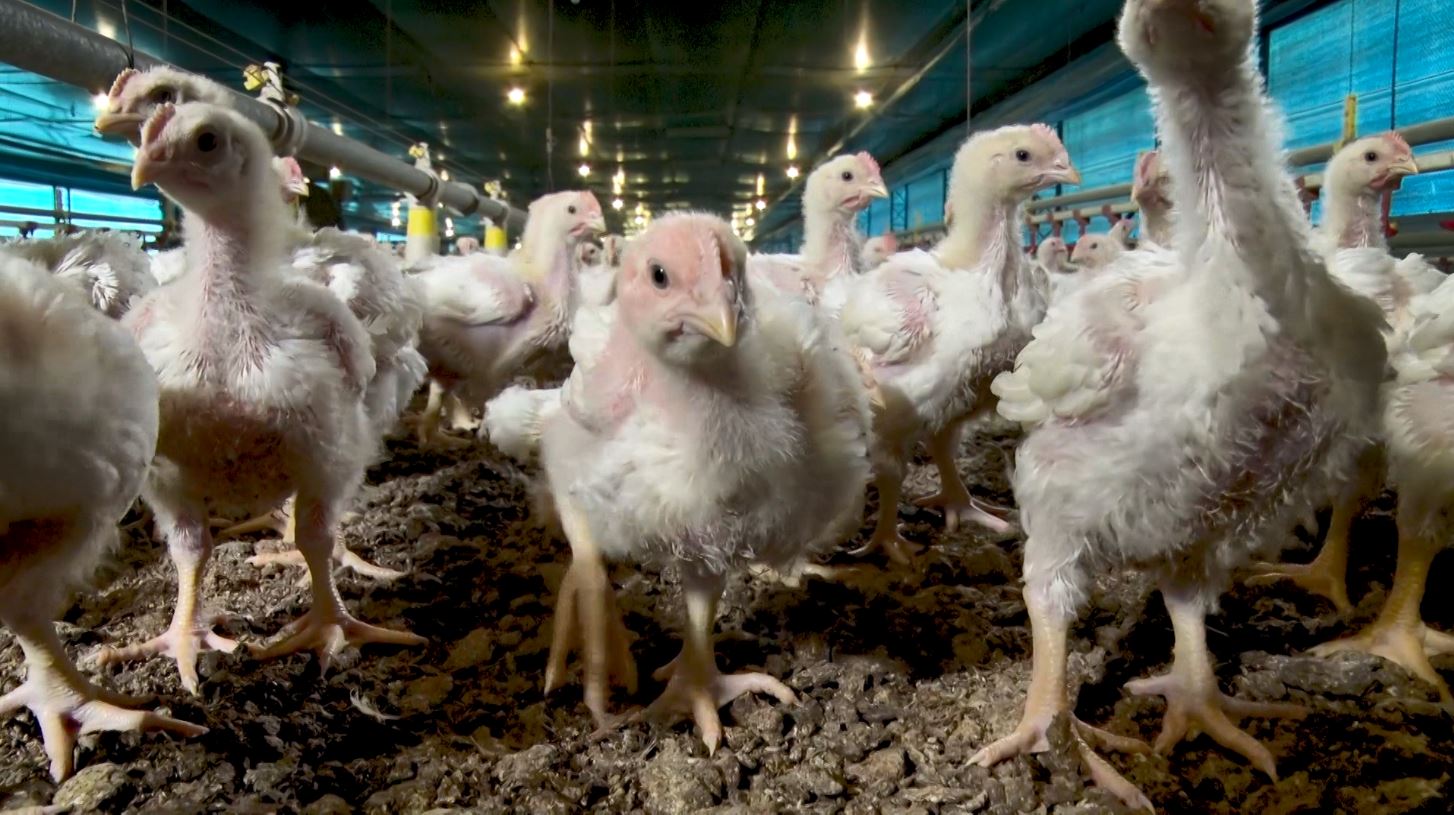 produção aves, jejum, avicultor