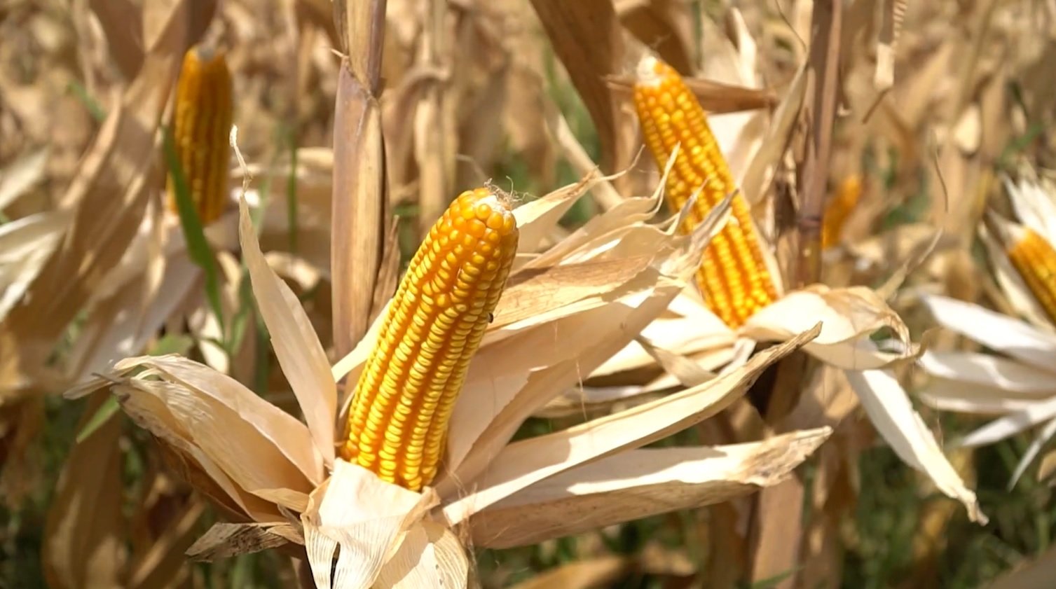 mais-milho-foto-leandro-balbino-canal-rural-mato-grosso-1 mais milho foto leandro balbino canal rural mato grosso