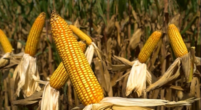 mais-milho-foto-leandro-balbino-canal-rural-mato-grosso1-1 mais milho foto leandro balbino canal rural mato grosso1