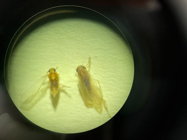 milho, cigarrinha africana