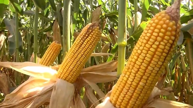 mais milho foto pedro silvestre canal rural mato grosso1