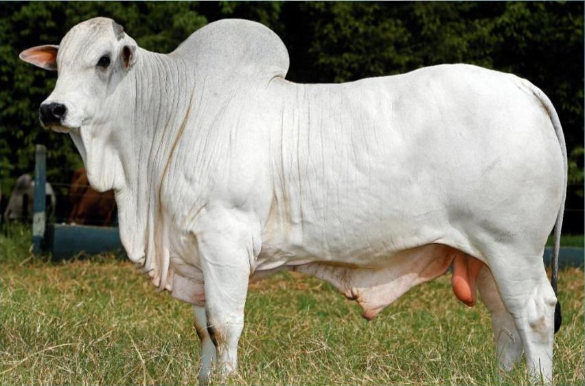 perfil-touro-moderno-gado-de-corte-1-1 touro moderno Giro do Boi