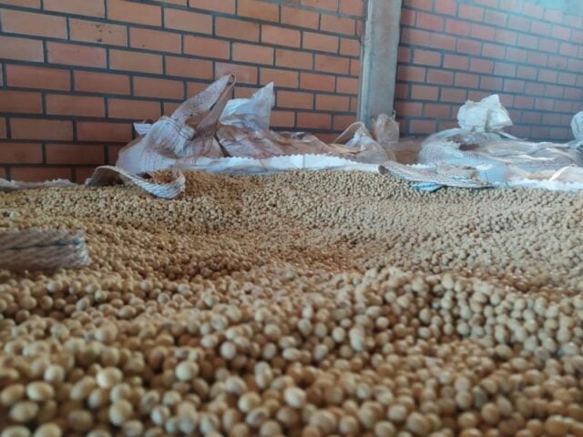 sementes-piratas-de-soja-640x480-2 sementes piratas de soja