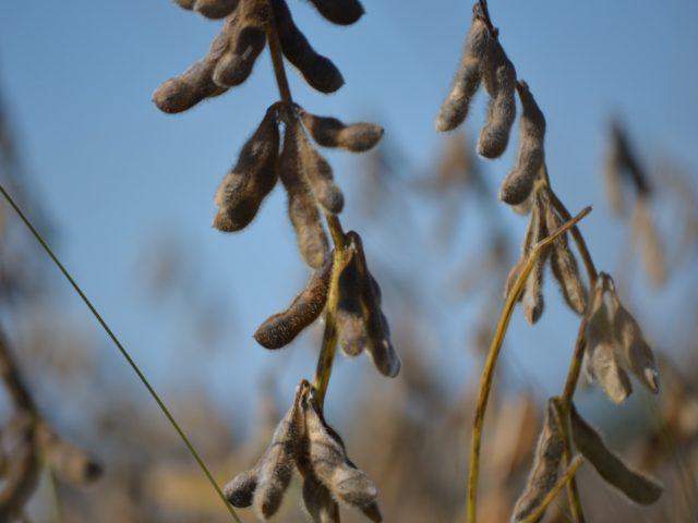 soybean-778177_1920-640x480-2 soja