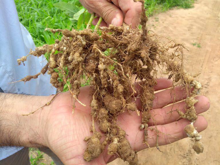 variedadeba_nematoidedasgalhas-768x576-1 nematoide