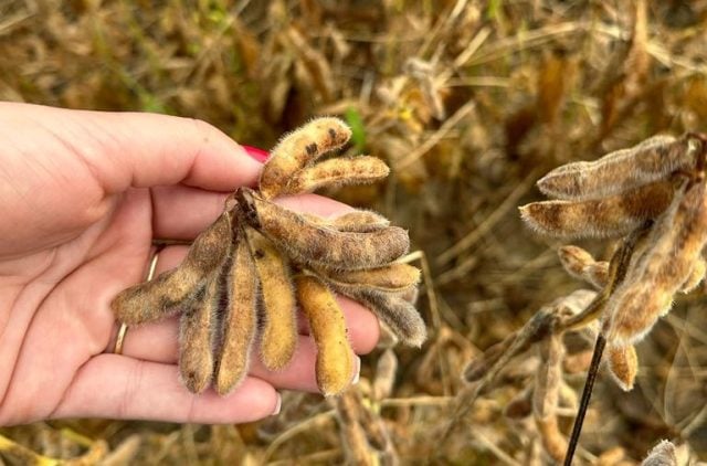 Jacinto Colombro produtor de Santa Cruz do Xingu deverá ter sua propriedade afetada em 100% com a nova área indigena da Funai