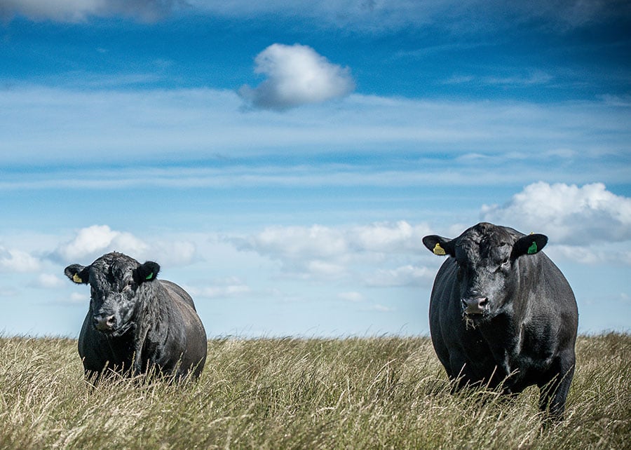 article-80-1 eficiência alimentar