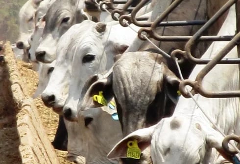 boi-come-sal-1 boi come sal